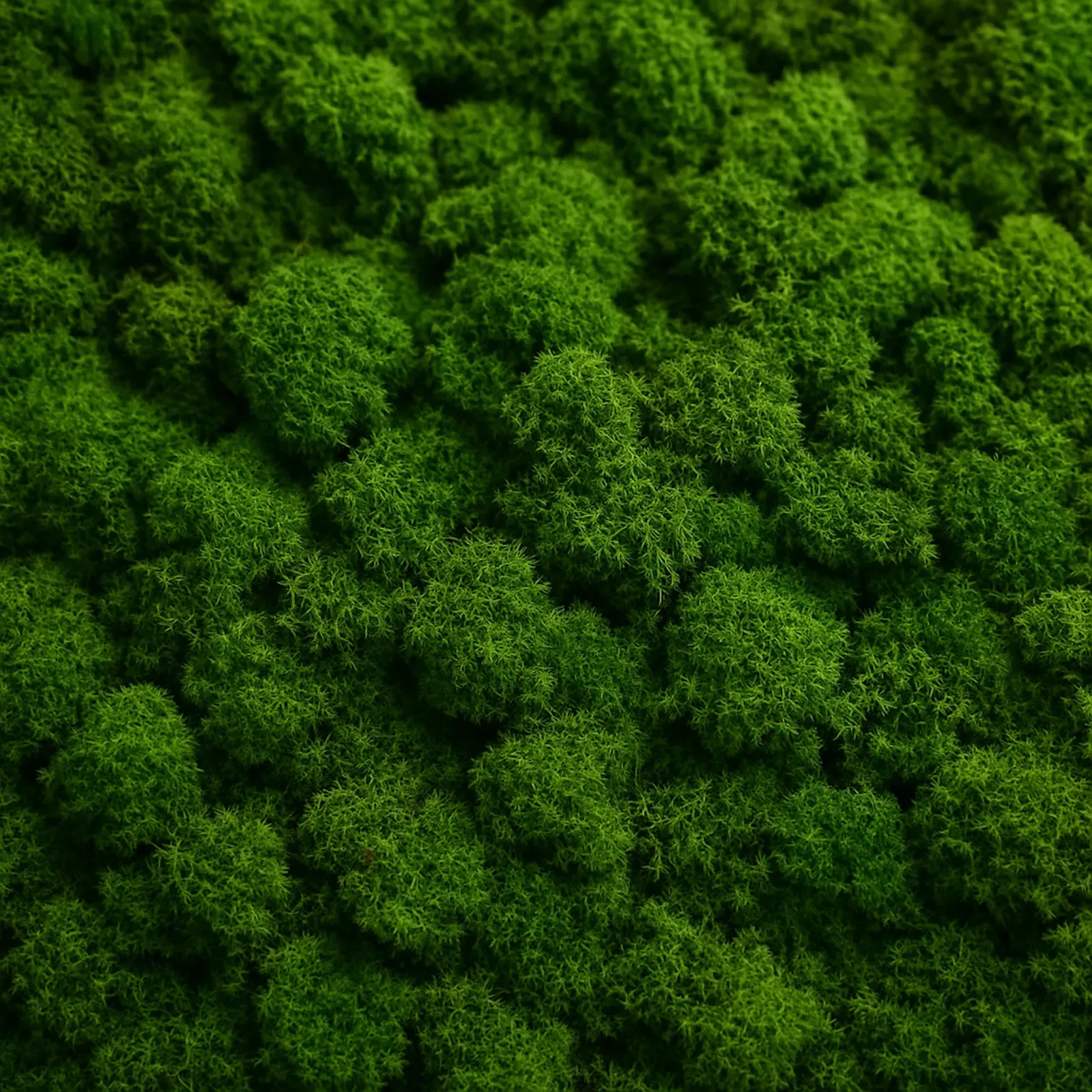 OAK SEVEDE - view 8