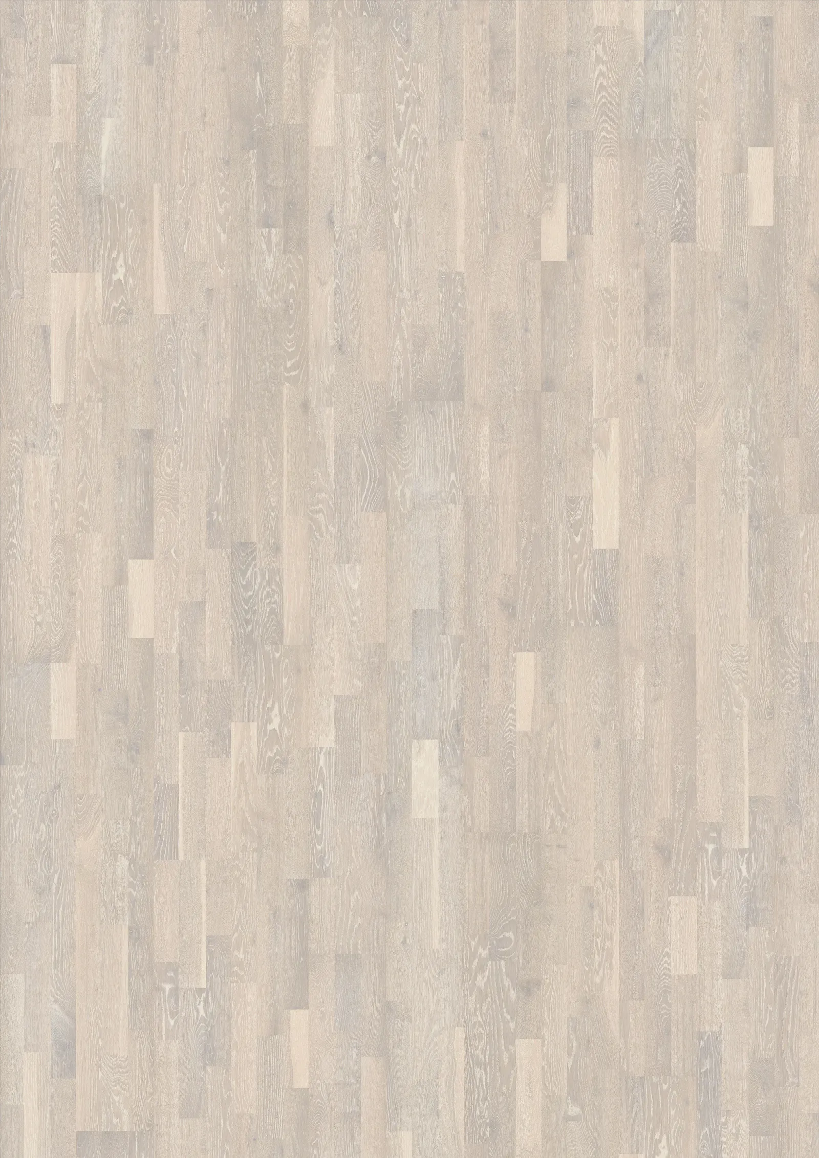 Sồi Limestone