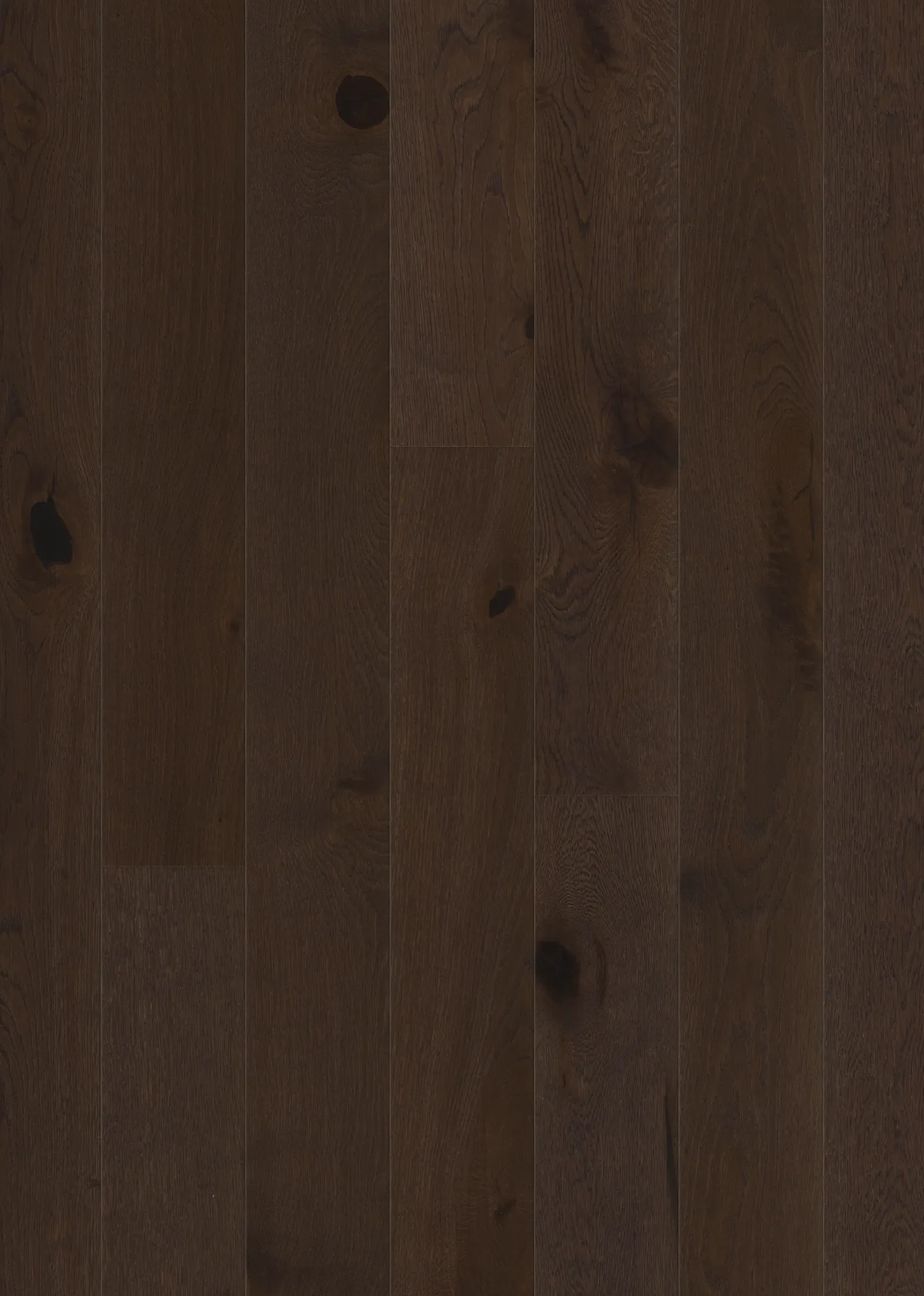 Sồi Russet khổ rộng Mờ
