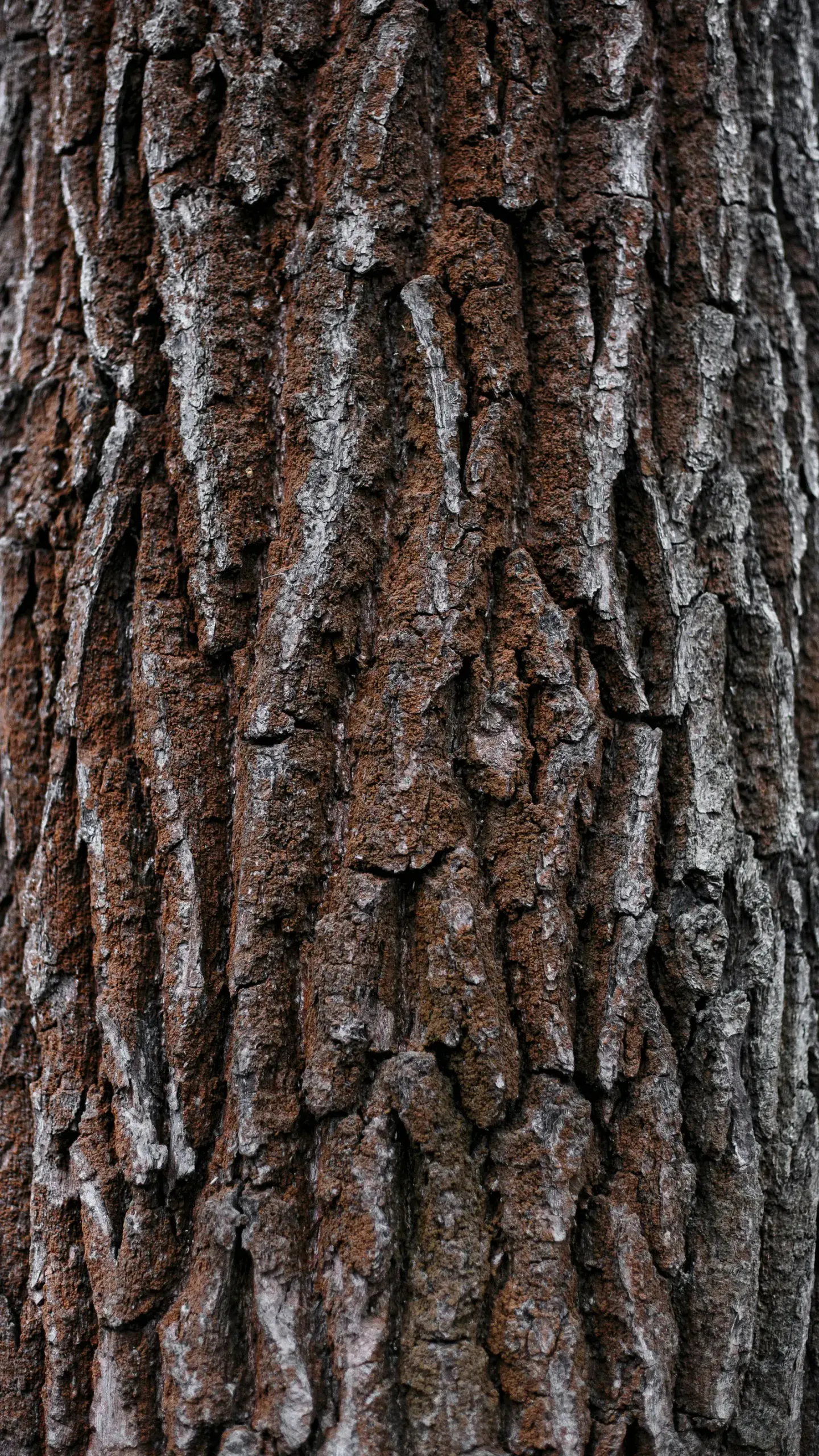 The Story of Oak