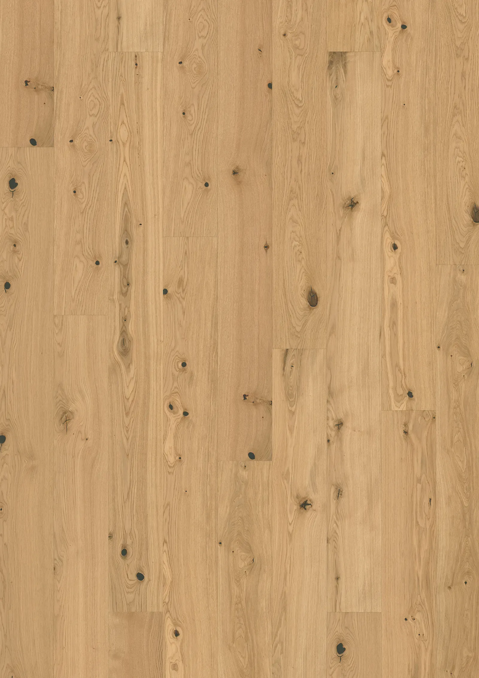 Oak Fennel