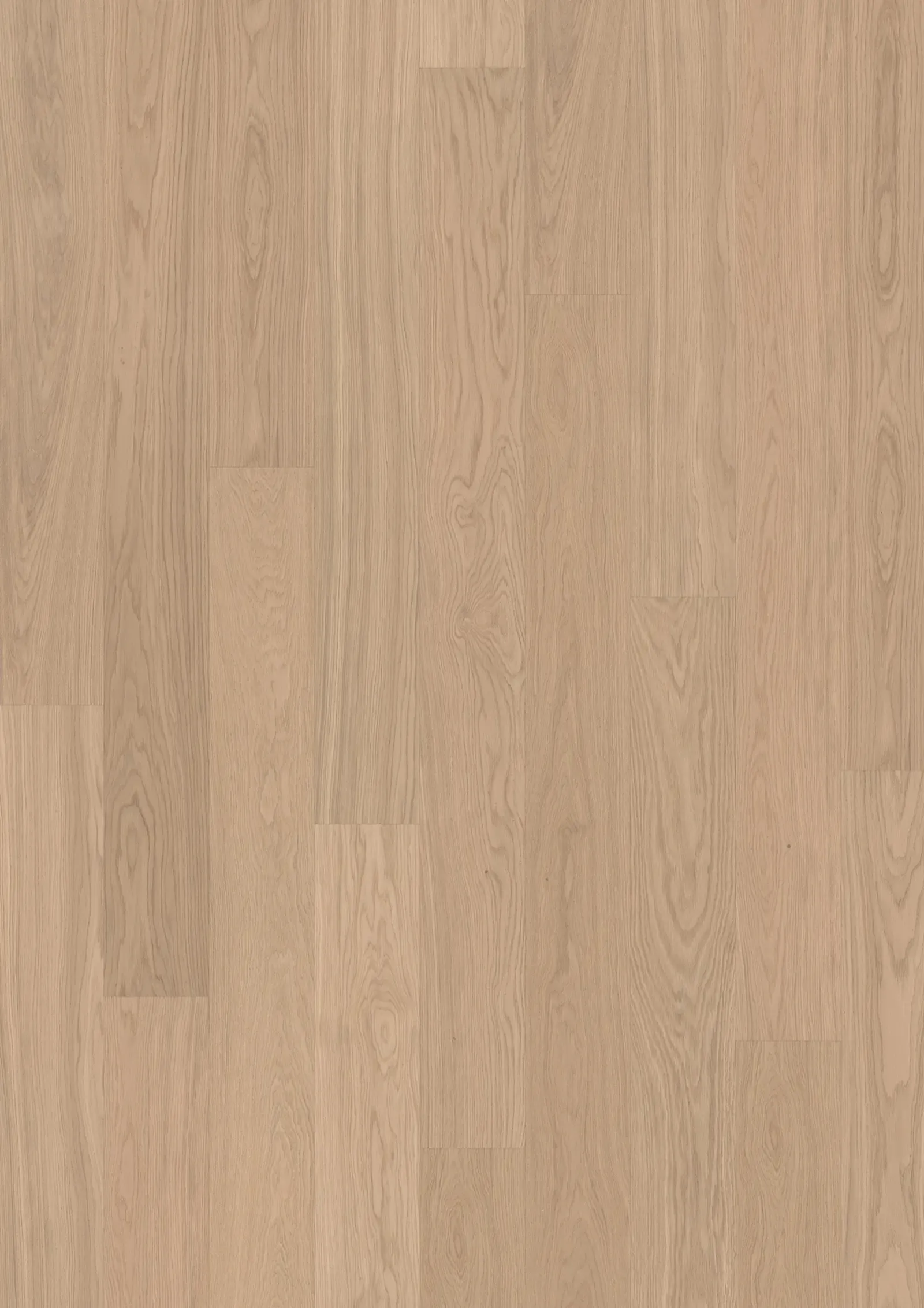 Oak Ginger