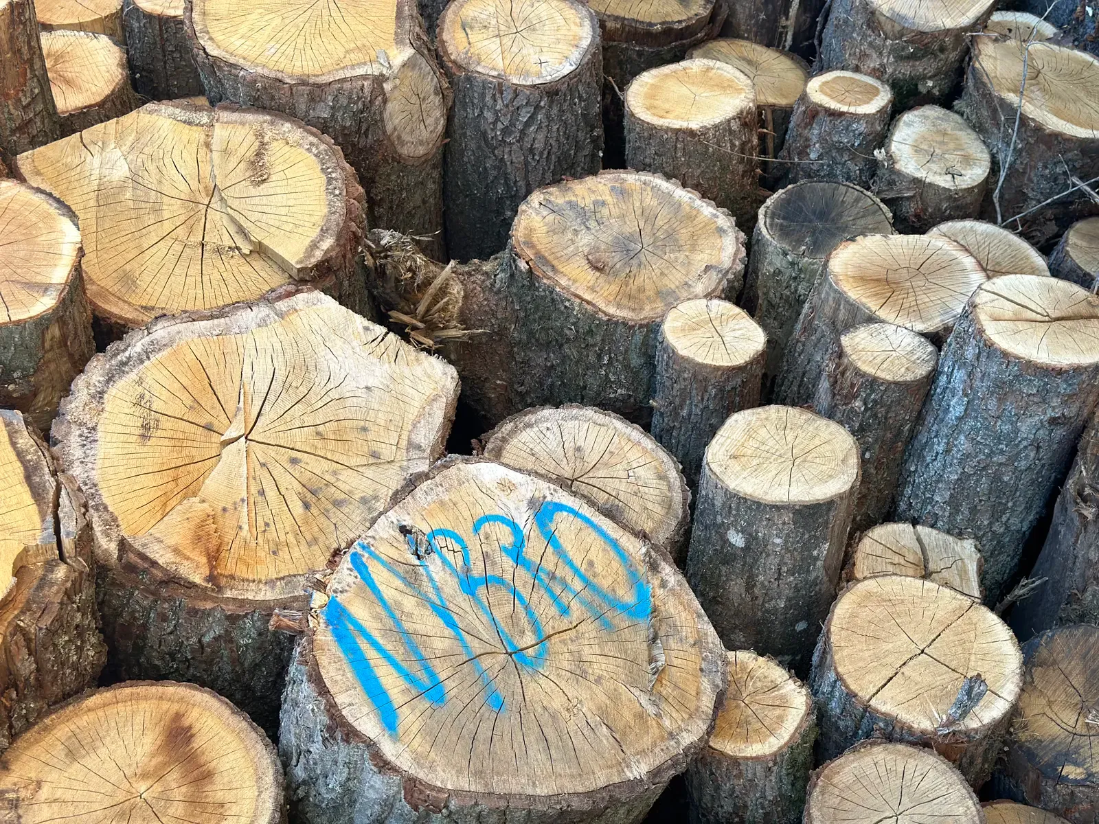 “A wood floor should always highlight the naturalness of the material.